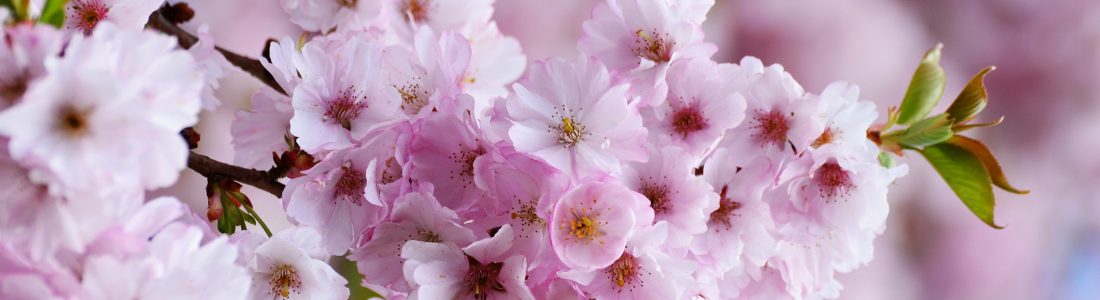 cherry-blossoms-3327498_1920